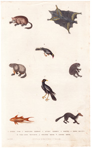 1. Mango Fish  2. Maryland Marmot  3. Quebec Marmot  4. Marten  5. Flying Maucauco  6. Tail-less Maucauco  7. Greater Minor  8. Lesser Minor 